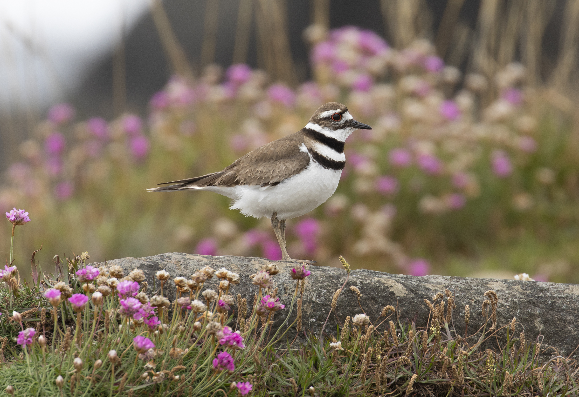 Killdeer Oregon Birding Association