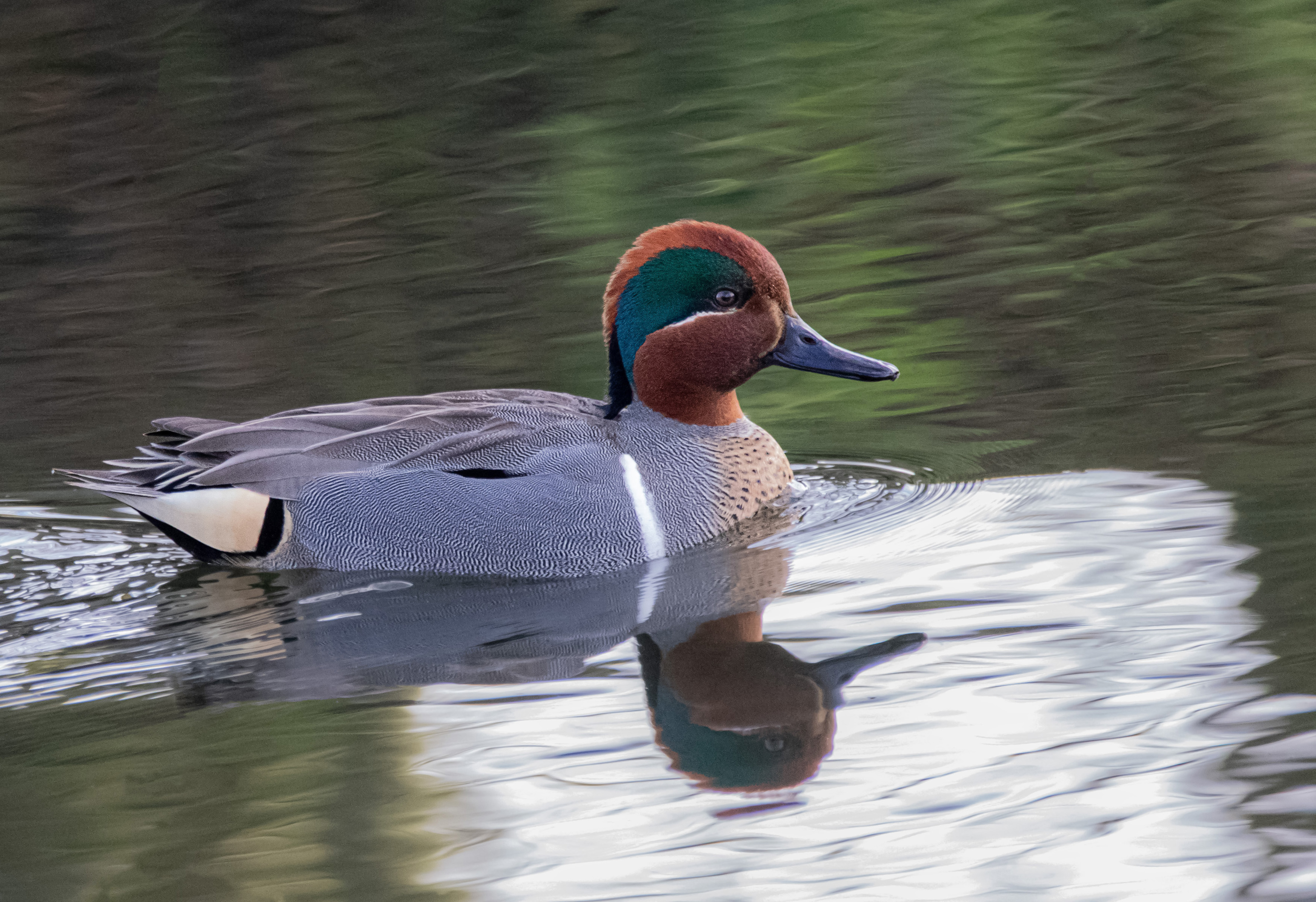 Greenwinged Teal Oregon Birding Association
