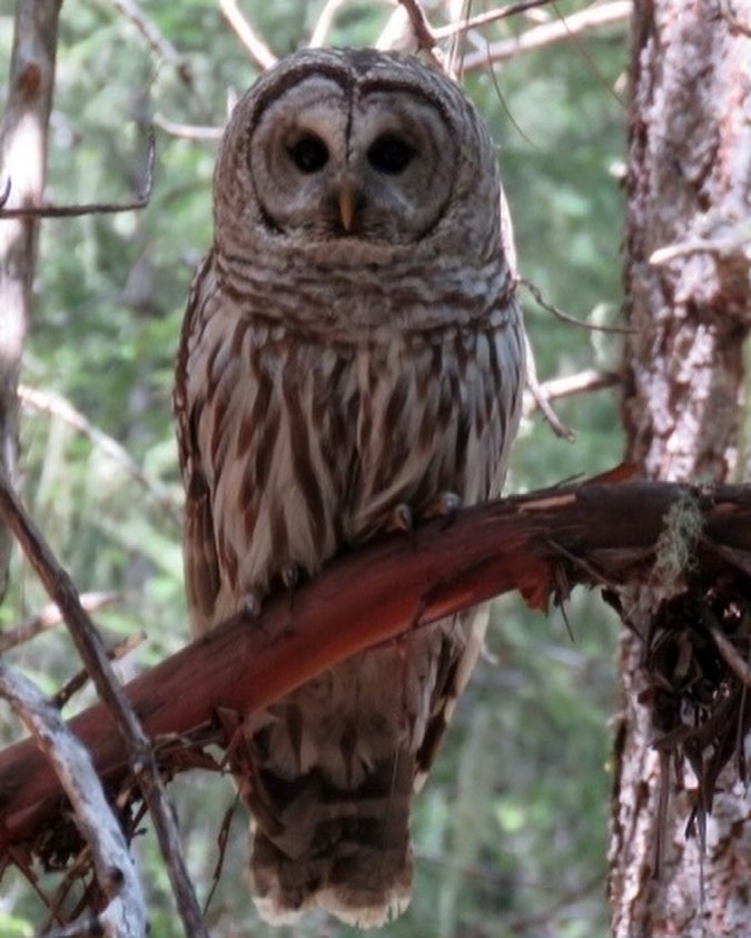 Barred Owl Oregon Birding Association