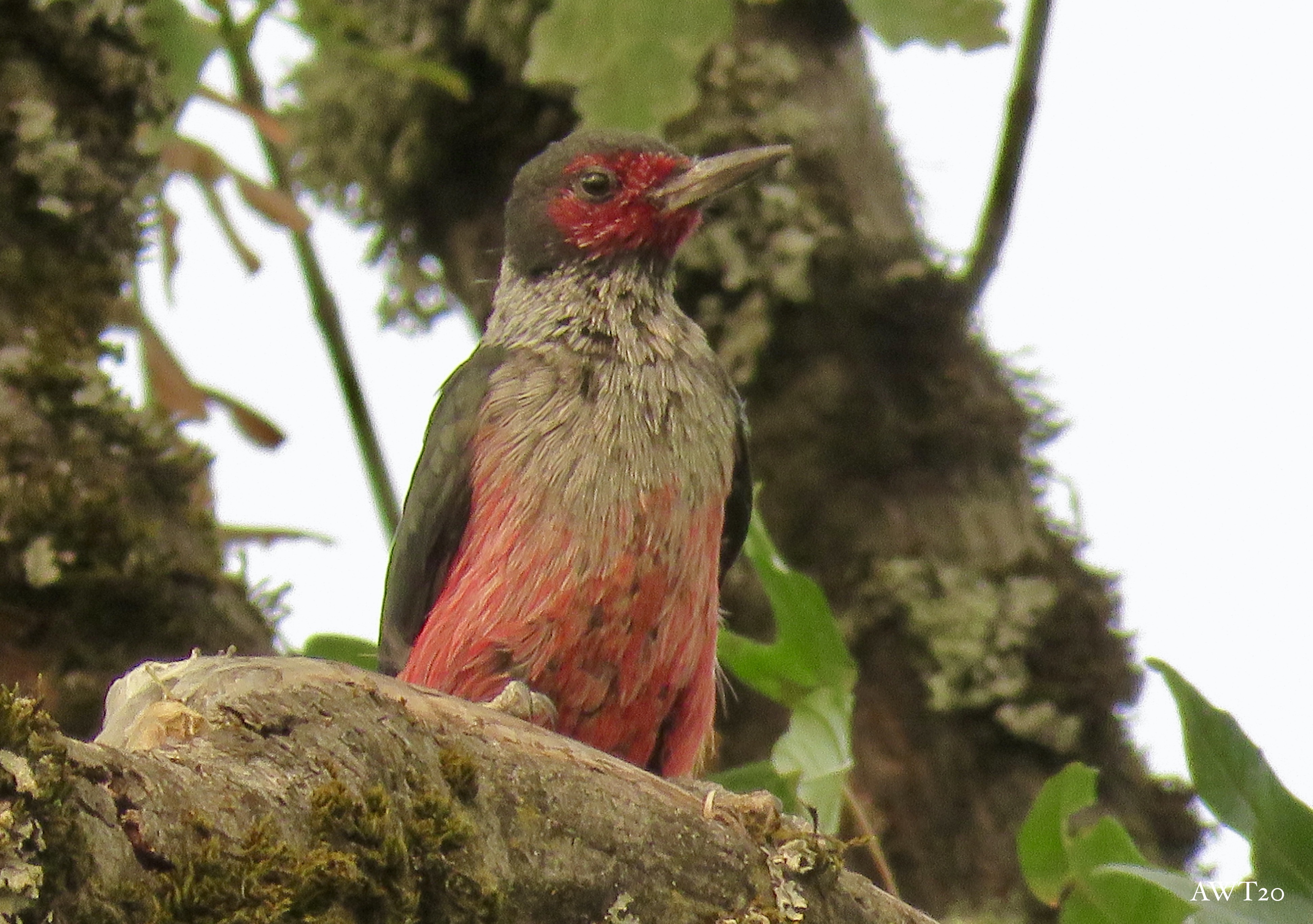 Lewis’s Woodpecker | Oregon Birding Association