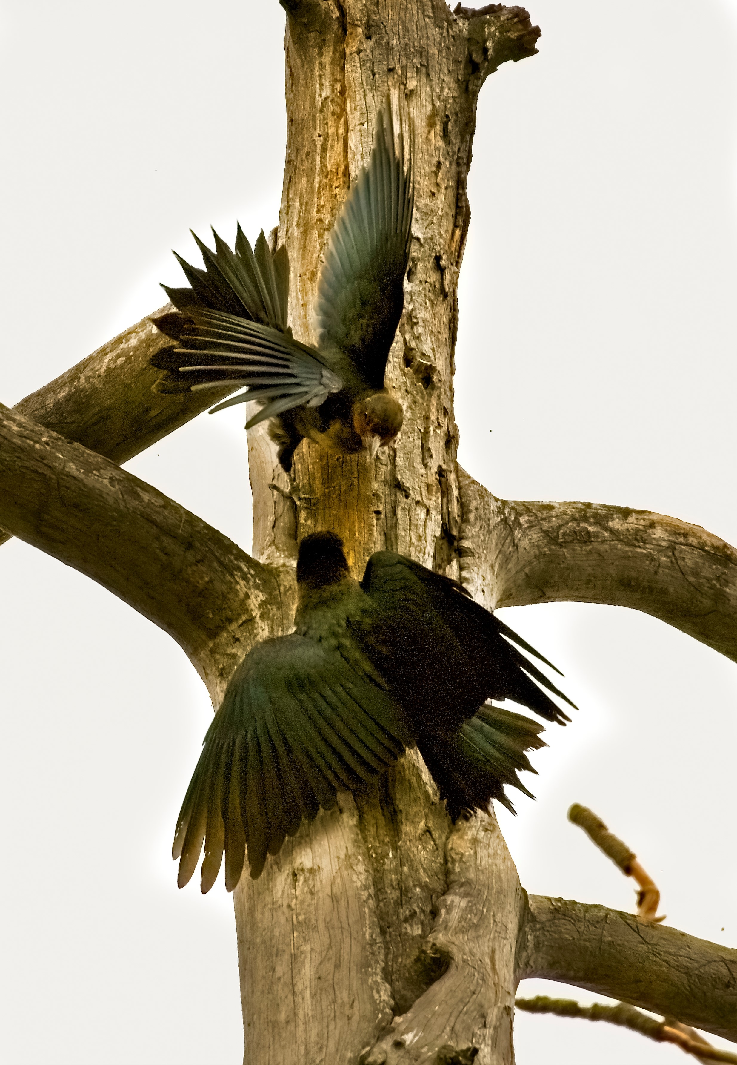 Lewis’s Woodpeckers | Oregon Birding Association